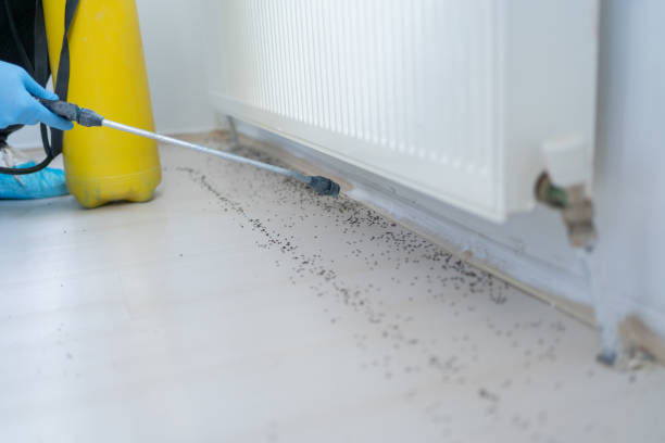 Best Mosquito Control Services  in Victory Gardens, NJ